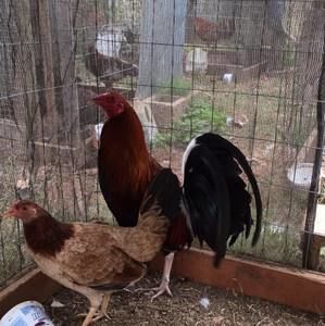 Meet your Posher, Marvin